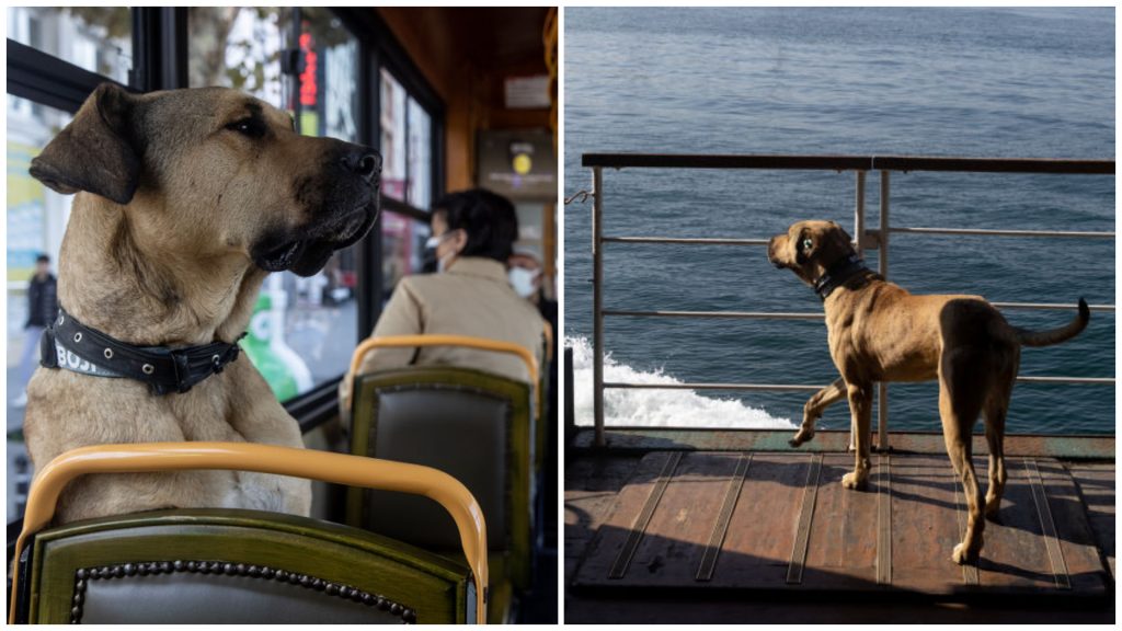 Unterwegs - Straßenhund Boji: Social-Media-Star aus Instanbul