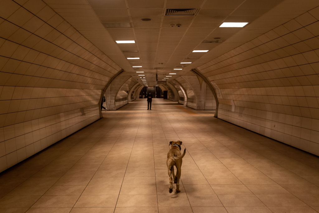 Straßenhund Boji: Social-Media-Star aus Instanbul