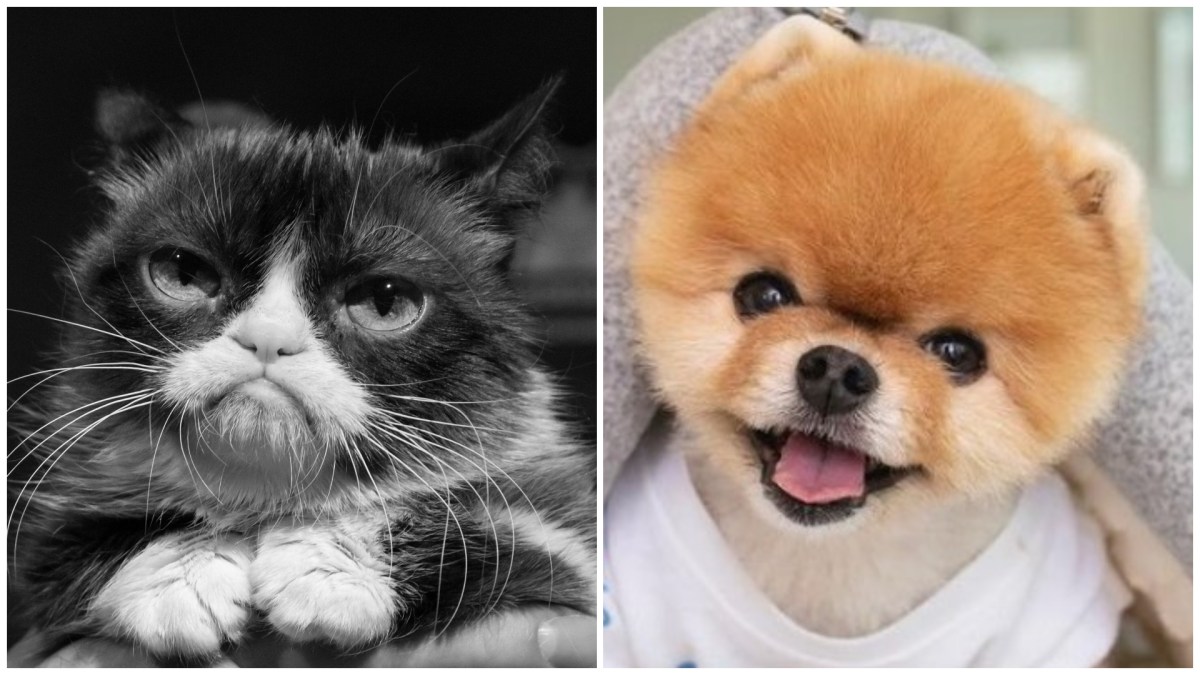 Grumpy Cat & Co.: Petfluencer Top