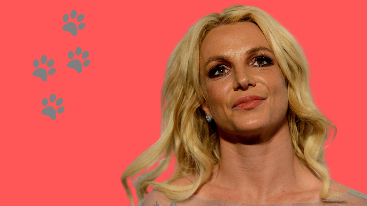 Popsängerin Britney Spears stellt Insta-Fans ihr neues Haustier vor