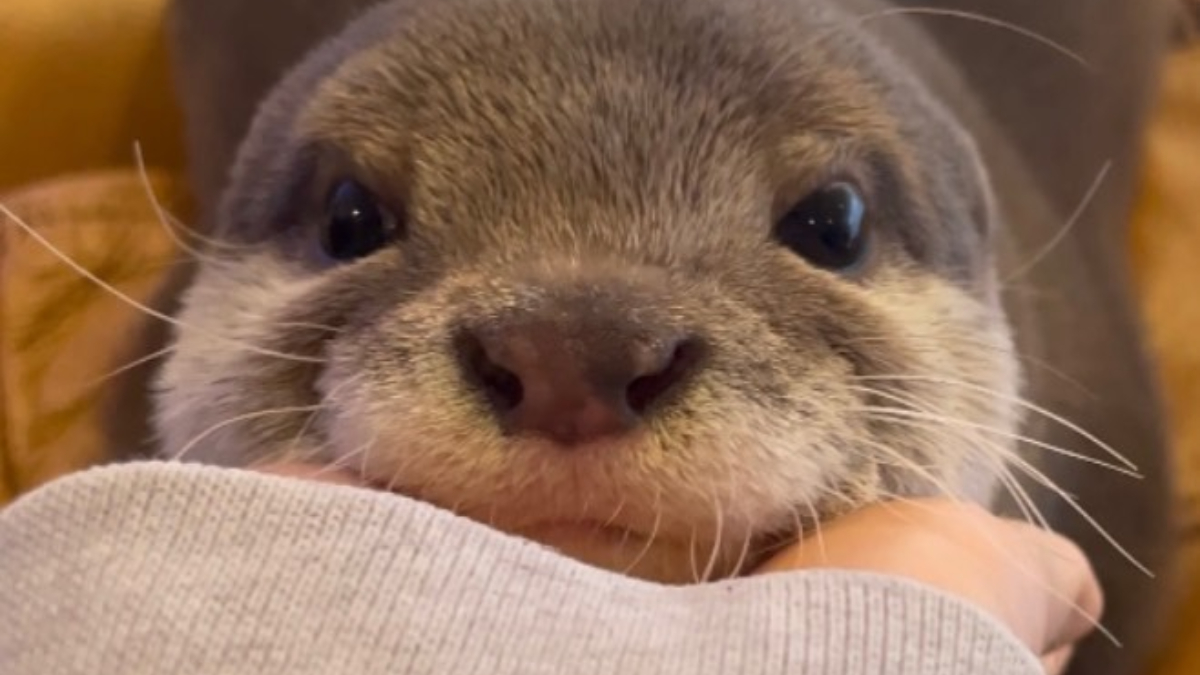 Otter Kinaco hat über 92.000 Fans bei Instagram