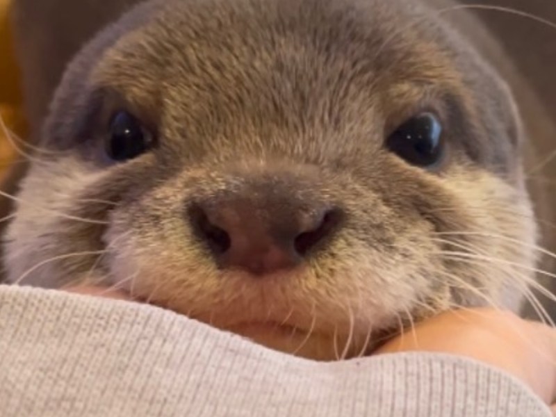Otter Kinaco hat über 92.000 Fans bei Instagram