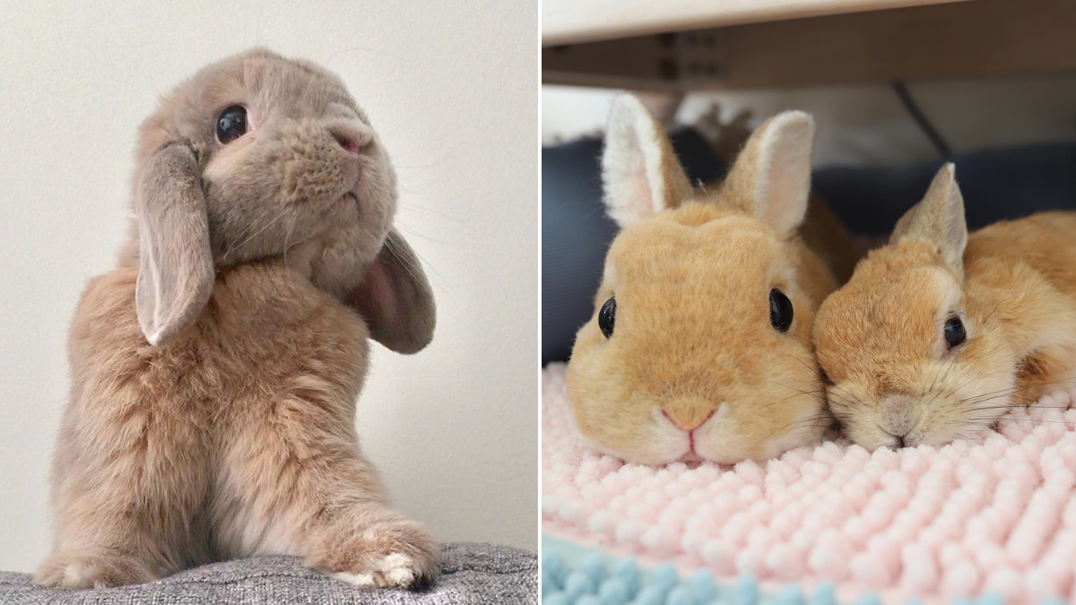 Osterhasen-Time: Die niedlichsten Petfluencer-Bunnys auf Insta & TikTok