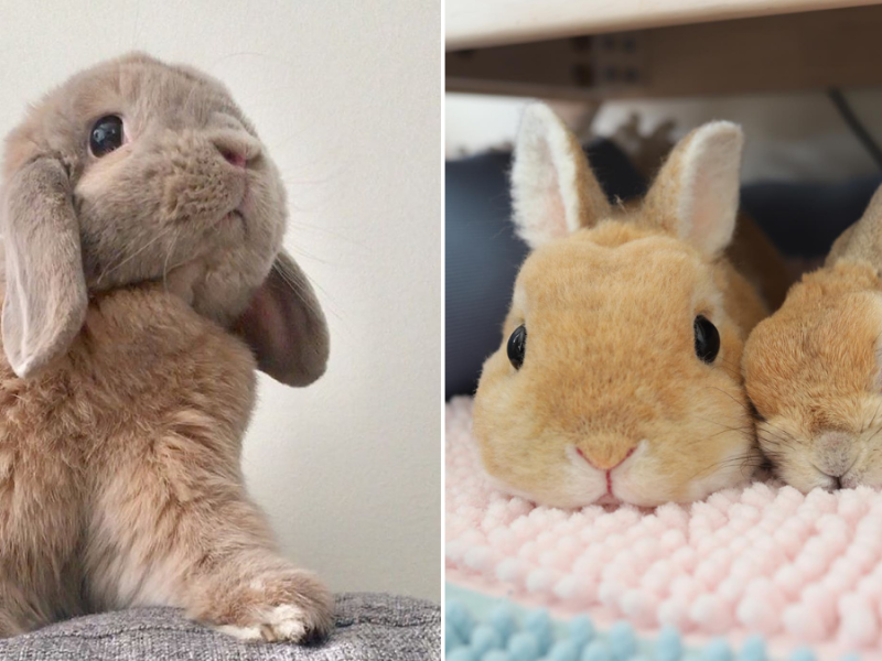 Osterhasen-Time: Die niedlichsten Petfluencer-Bunnys auf Insta & TikTok