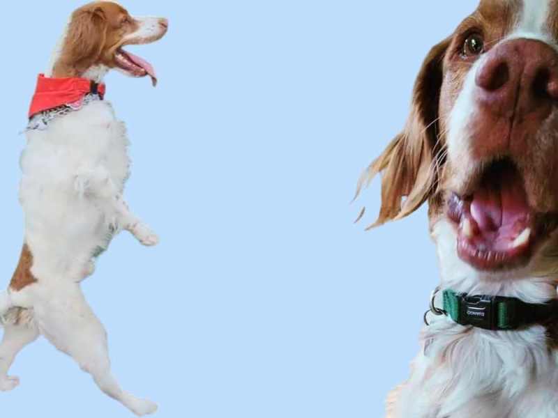 Petfluencer Dexter: Der dreibeinige Hund, der wie ein Mensch läuft