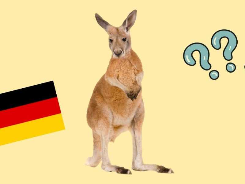 Känguru in Deutschland