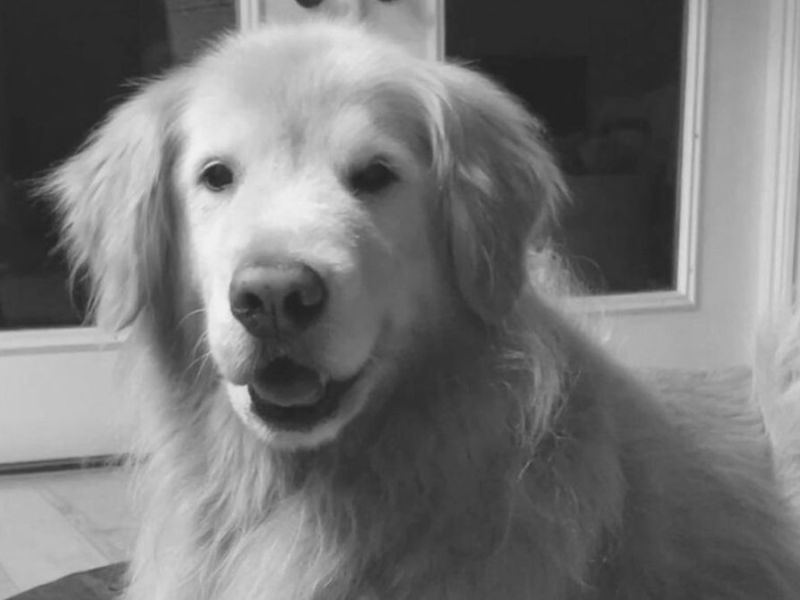 Baker Barnes: Tanzender TikTok-Hund ist gestorben