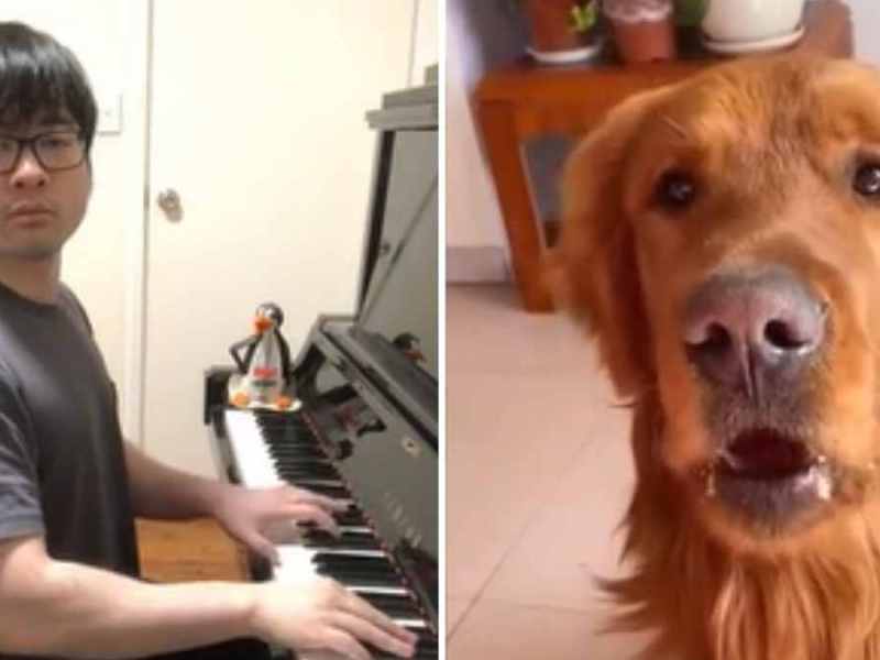 Sad Dog Song: Jaulender Hund vereint Musiker auf TikTok