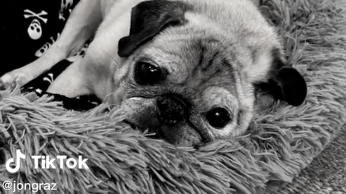 „Bones Or No Bones Day“: TikTok-Star Mops Noodle ist gestorben