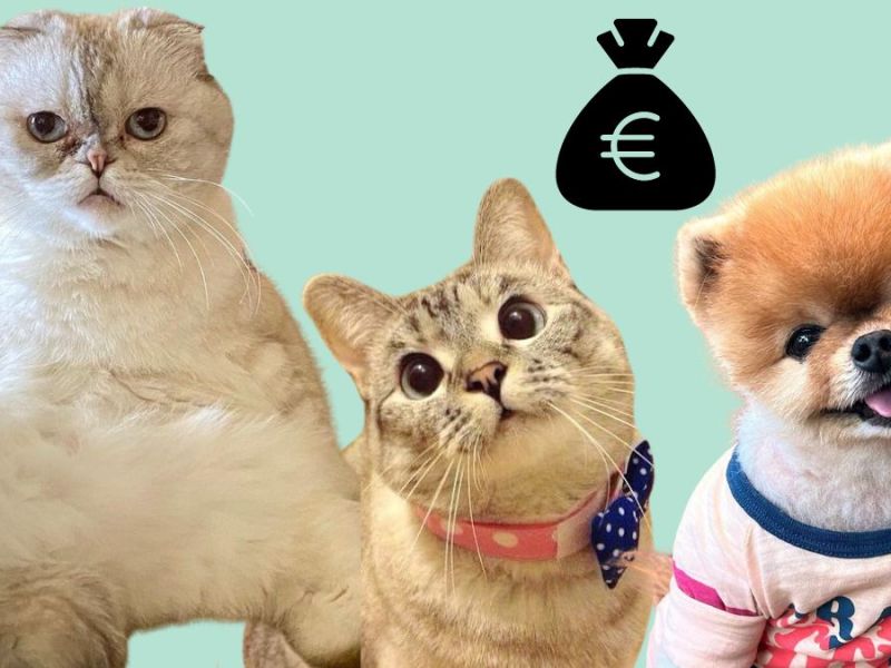 Taylor Swifts Katze ist millionenschwer! Die 5 reichsten Petfluencer