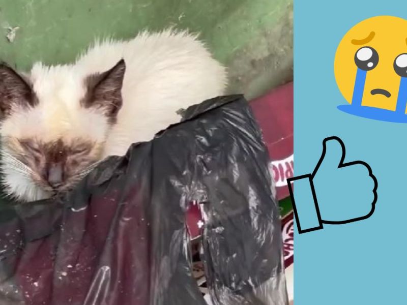 Katze im Müll Insta